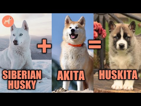 Huskita: Is This Dog Breed Right For You?