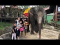 Homeschooling Zara Cute mengenal Hewan Mamalia Gajah | Liburan Bermain Belajar | Wisata Anak