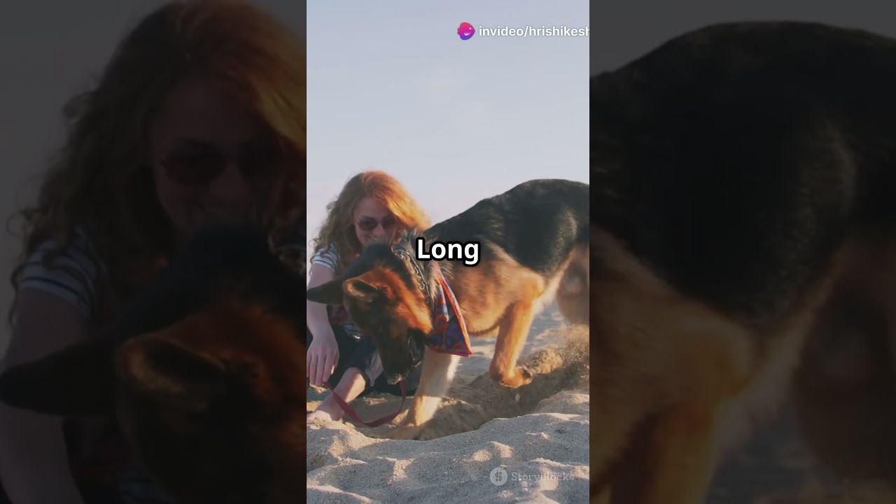 The UltimateGuidetoPet Friendly Beaches in California!