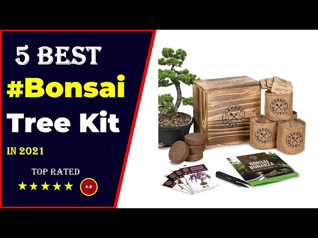 Bonsai Tree Starter Kit, Hobby Lobby