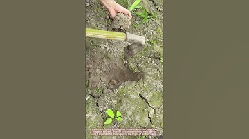 Teosinte: The Wild Ancestor of Corn #CornOrigin #Maize #PlantGenetics