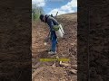 How Farmers Shape Perfect Christmas Tree! 🎄 😳 #shortsvideo