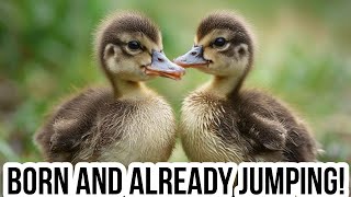 Nature’s Bungee Jump: The Incredible First Leap of a Young Merganser