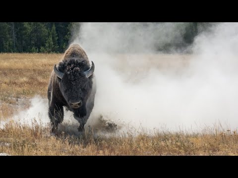 От такого бычка лучше держаться подальше - БИЗОН В ДЕЛЕ!