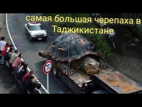 самая большая черепаха в Таджикистане.