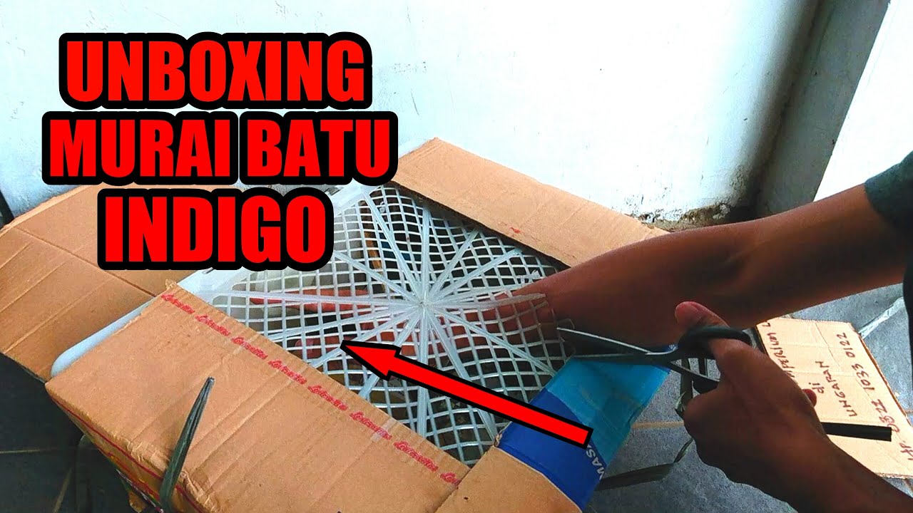 UNBOXING BURUNG MURAI BATU INDIGO 