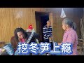 英子挖冬笋上瘾又把爸妈拉上山去找冬笋，看看她们今天收获怎样