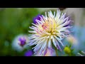 chrysanthemum flower|beauty of chrysanthemum flower |amazing flower in earth