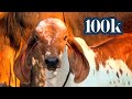RADHA KRISHNA RINGTONE !! RADHA RADHA SONG RING !! NOTIFICATION MSG TUEN !! BEST TUEN OF 2026