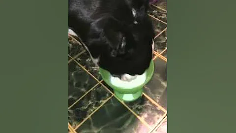 Short snout versus long about dog milk contest