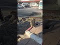 Family monkeys in the city #Nice #Lovely #monkeys #beautiful #clever #familymonkeys #video #city