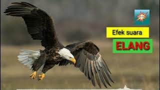 Suara Elang mencari mangsa