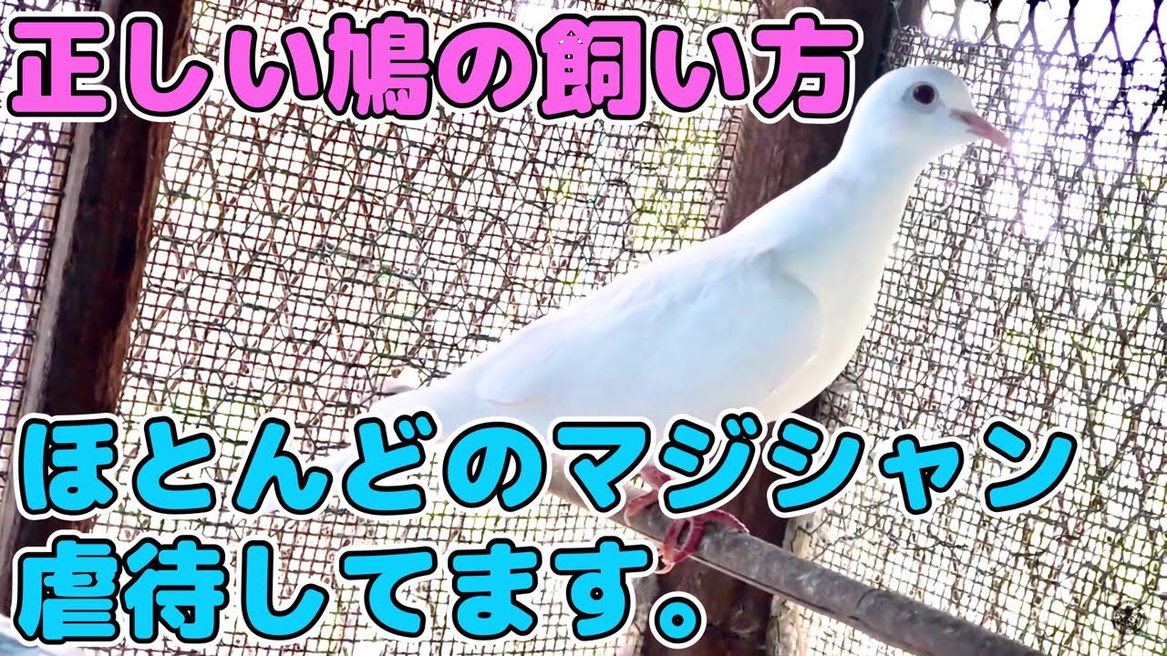 ほとんどのマジシャンは鳩の飼い方虐待です 正しい飼い方教えます 餌編 Youtube