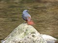 鉛色水鶇Plumbeous Water Redstart 繁殖期剪影