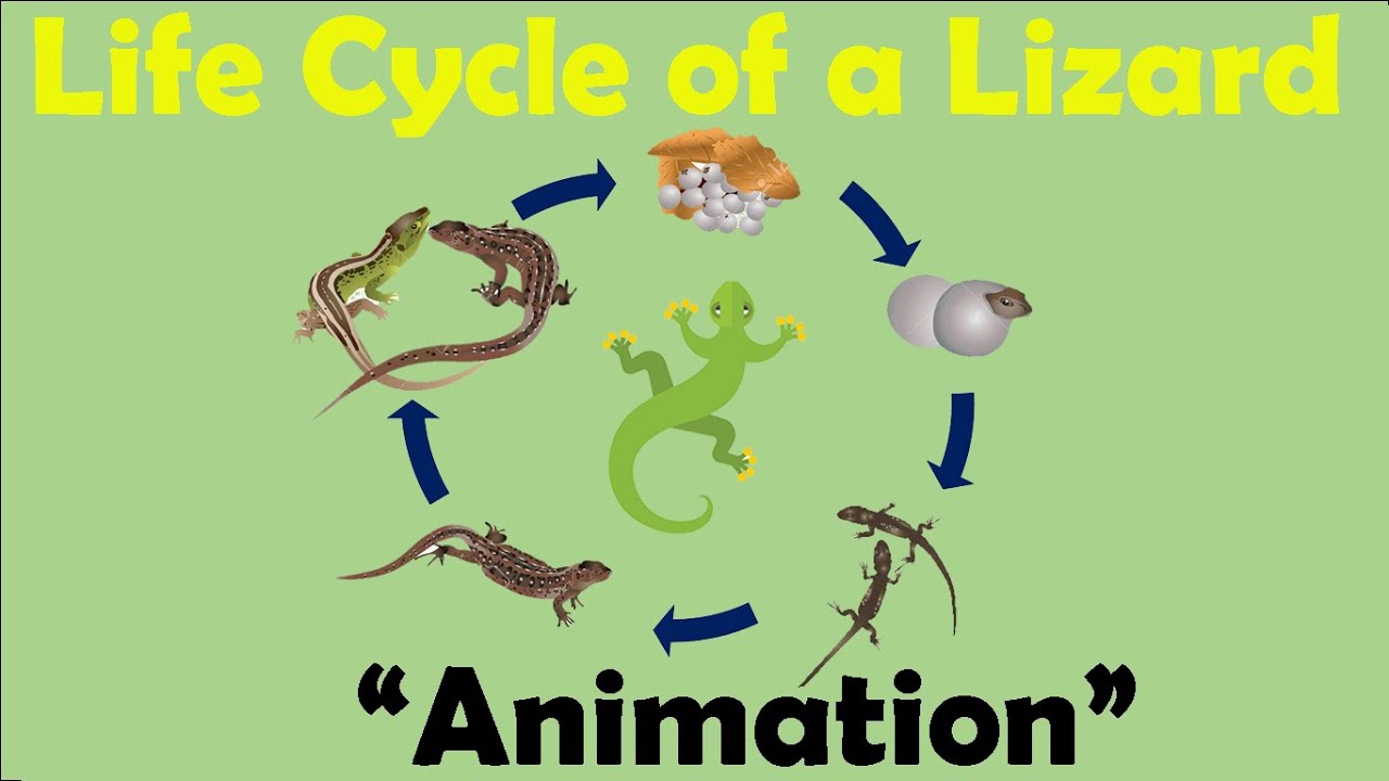 Life Cycle Of A Gecko