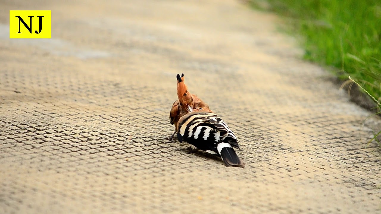 The Hoopoe