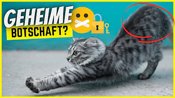 Was bedeutet es wenn Katze sich streckt?