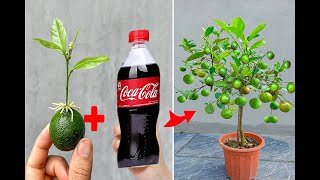 SUPER SPECIAL TECHNIQUE for propagating LEMON plants from fruits using super growth coca~cola
