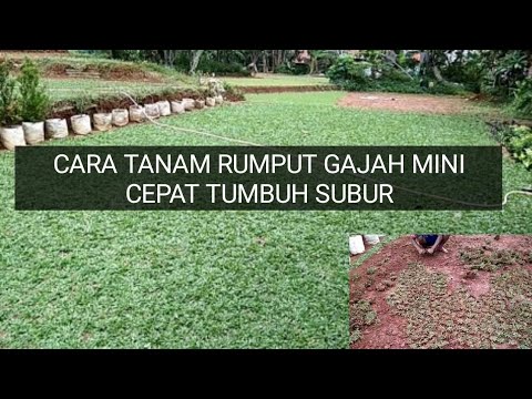 Video: Maklumat Rumput Kerdil Hiasan: Memilih Varieti Rumput Hiasan Kerdil