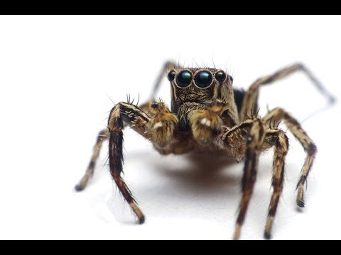 Arachnofobia: przyczyny i objawy. Jak leczyć lęk przed pająkami