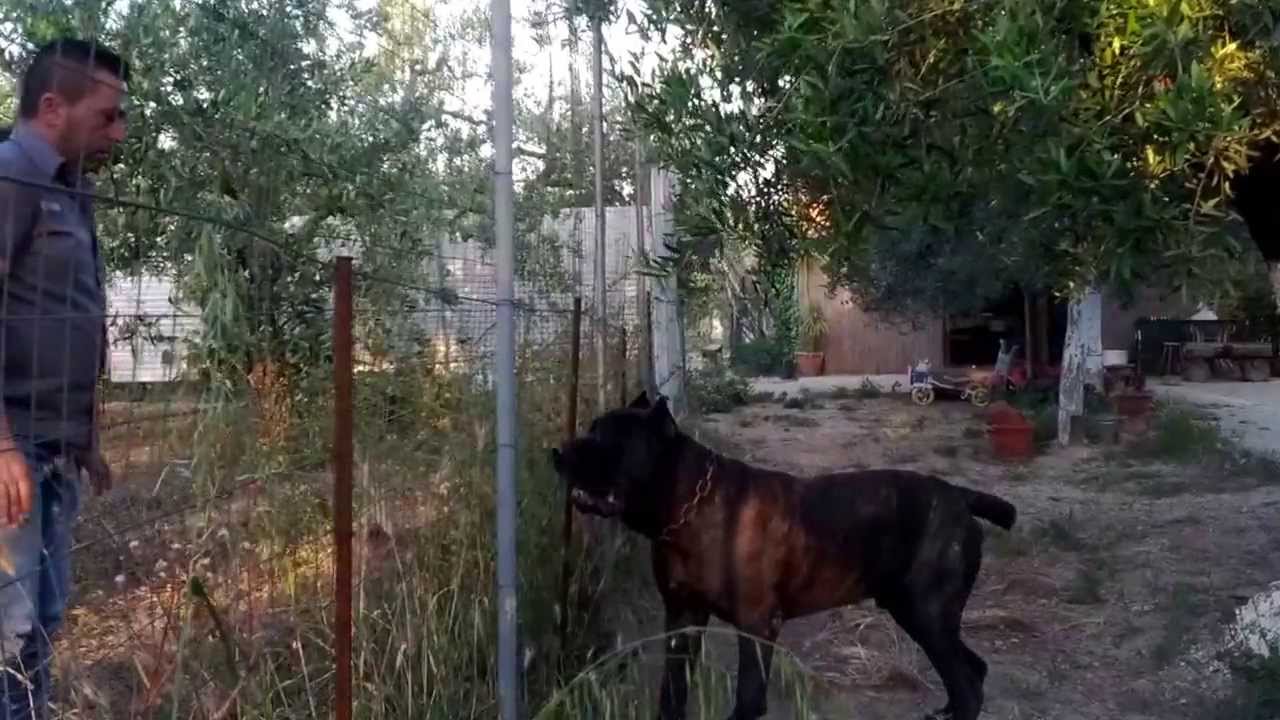 Cane Corso Da Guardia Youtube