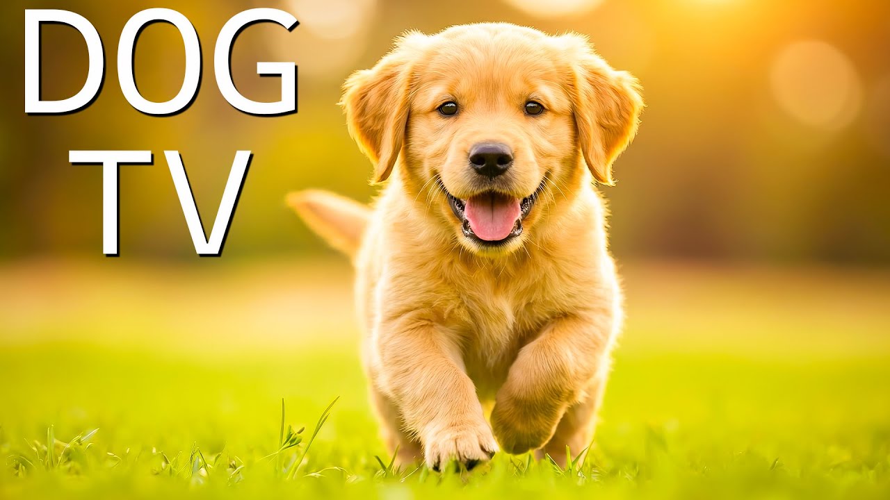 Dog TV: Как снять тревогу у собак, пока вас нет дома | Успокаивающая музыка и видео для собак на вес