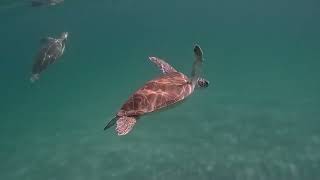 Juvenile Green Sea Turtles