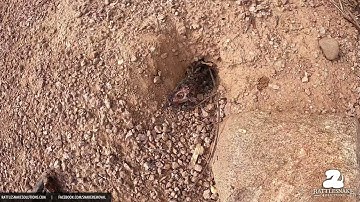 Gophersnake bites off more than it can chew