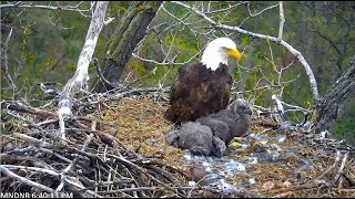 MN DNR Eagles ~ Mom Arrives With Prey \& Gives a Good Feeding! Huge Crops On E's!! 4.23.21