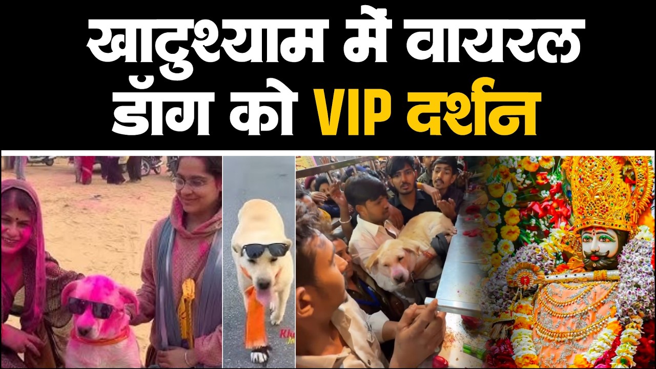Viral Dog को Khatushyamji में VIP दर्शन मिले, 60KM की पैदल यात्रा कर पहुंचा खाटुश़्याम #Khatushyamji