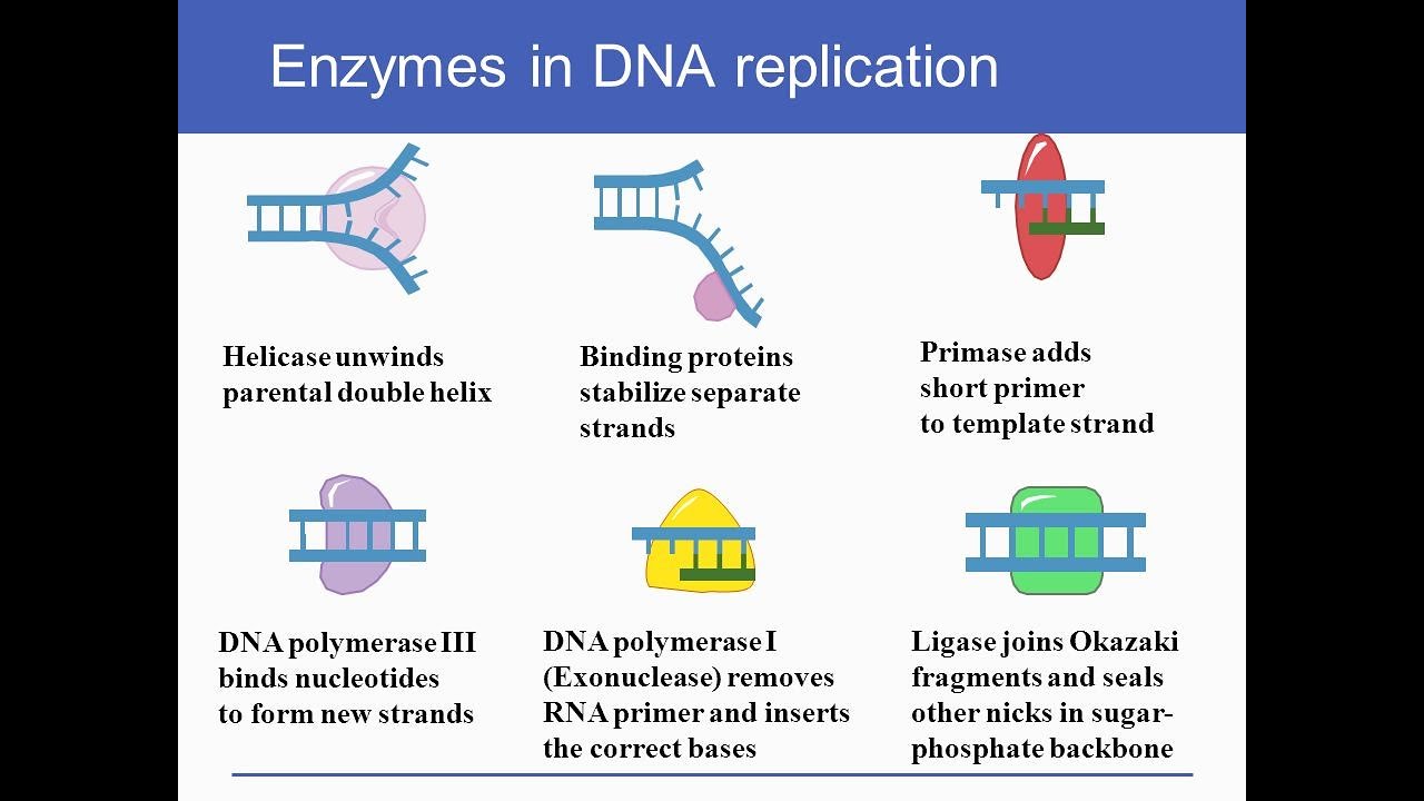 DNA Replication enzymes and Proteins involved in DNA