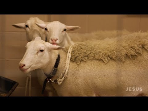 Sight & Sound Theatres® - JESUS: Training the Animals