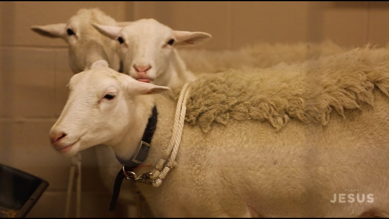Sight & Sound Theatres® - JESUS: Training the Animals