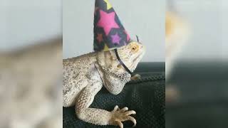 When Its Your Birthdaychameleons Are So Funny