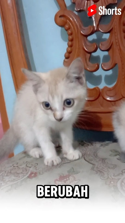 Heboh..!! Kucing Berubah Jadi Harimau.