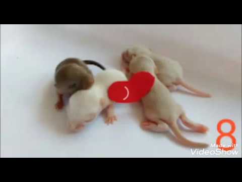 hamster care Gerbil desenvolvimento recém nascido aos 10 dias de Vida parte 1