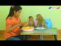 Adorable Baby Monkey KAKO & LUNA Request MOM Eats Sweet Mango Fruit