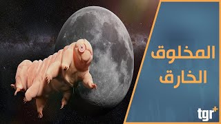 دب البحر أو خنزير الماء .. المخلوق الخارق ضد الثلج والنار