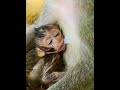 #Cutes Babies Monkey, And Daisy's baby# 310