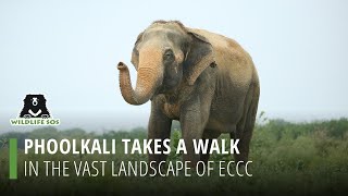 Phoolkali Takes A Walk!