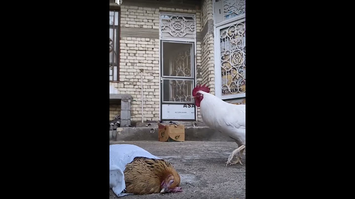 شوفو الديك شسوه من فارك  الدجاجه😭😭 📽منقول