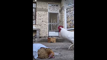 شوفو الديك شسوه من فارك الدجاجه منقول 