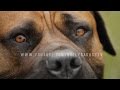 BOERBOEL A MASTIFF DOG BRED TO DO BATTLE WITH AFRICAN LIONS