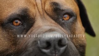 THE BOERBOEL A MASTIFF DOG BRED TO DO BATTLE WITH AFRICAN LIONS