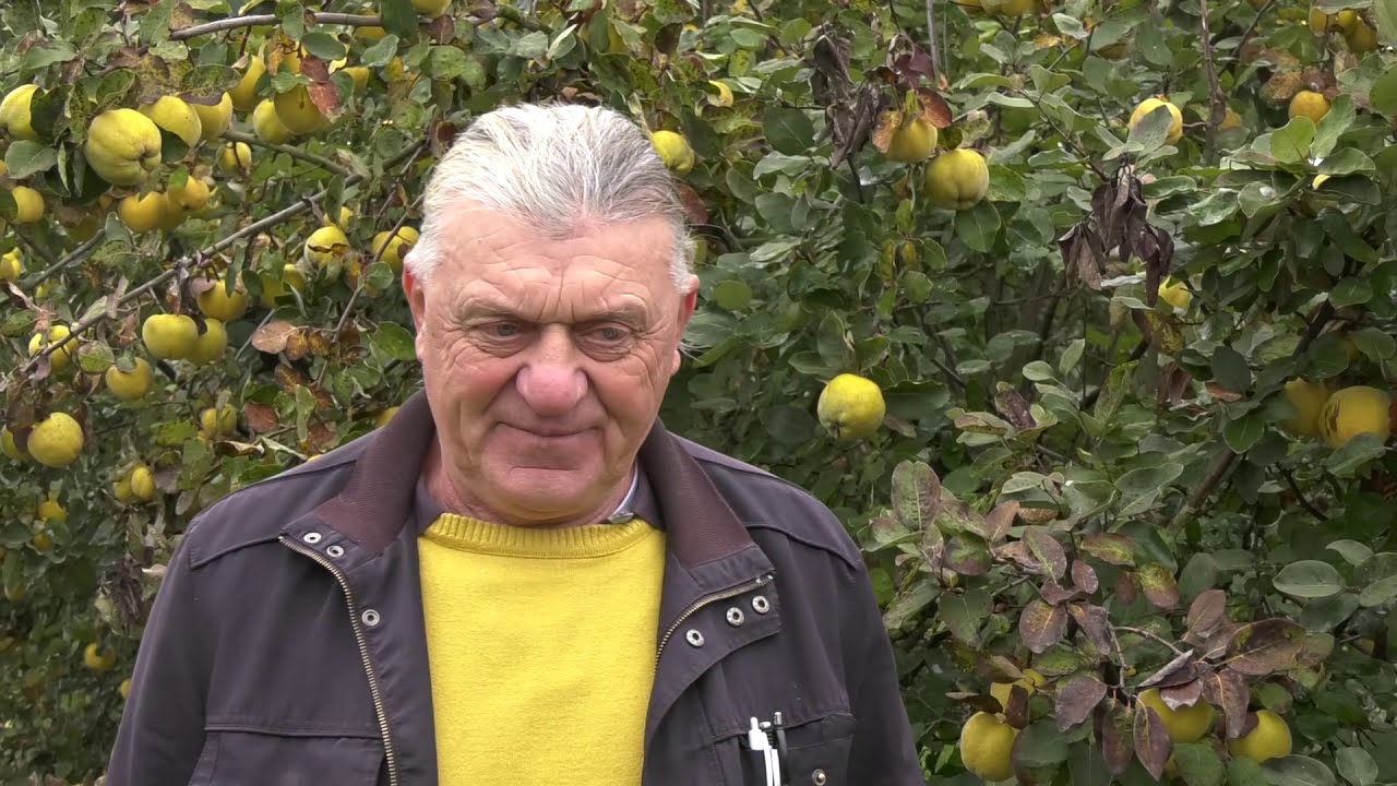 Proizvodnja i gajenje dunja: Voćnjak Vese Gmitrovića u Kusatku