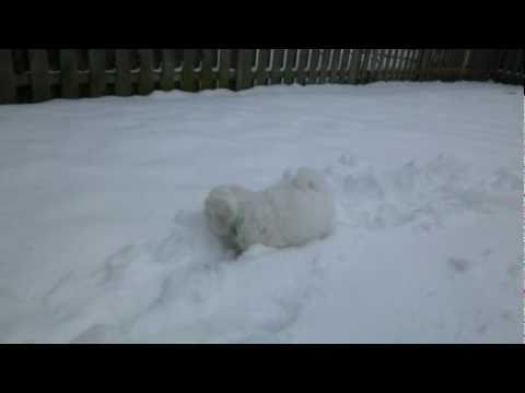 Theodore - the Coton-playing in the snow