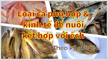 Loại cá phù hợp & hiệu quả nhất để nuôi kết hợp với ếch ( theo kỹ sư Việt)