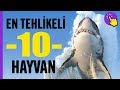 En tehlikeli 10 Hayvan | Hayvanlar Alemi | Aklında Olsun