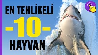 En Tehlikeli 10 Hayvan Hayvanlar Alemi Aklında Olsun