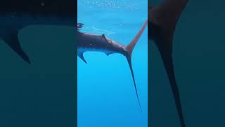 Crazy sailfish encounter